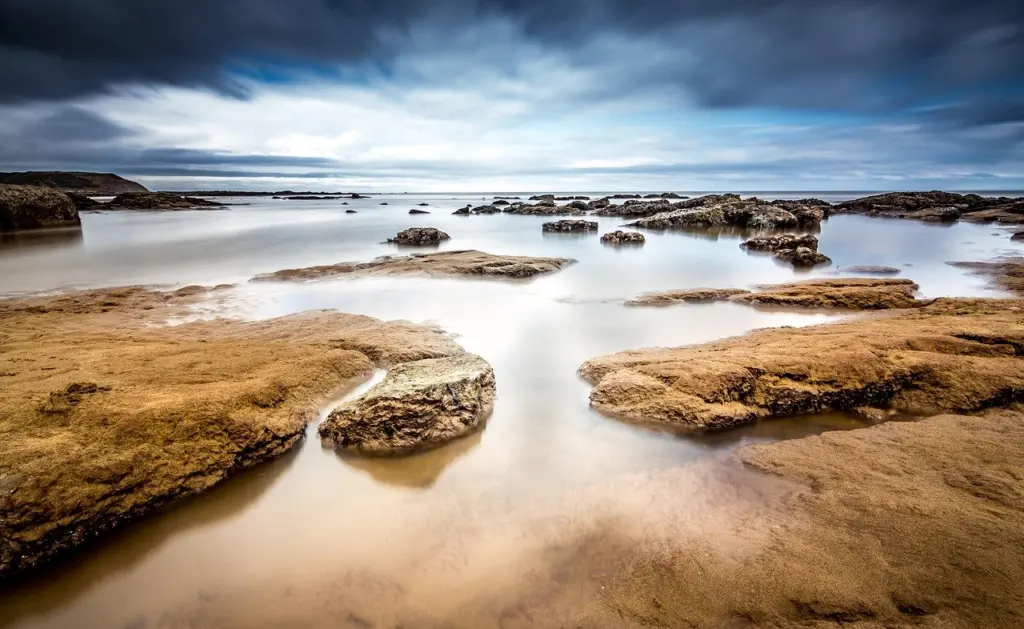 Maine Rocky Intertidal Zone: Full List