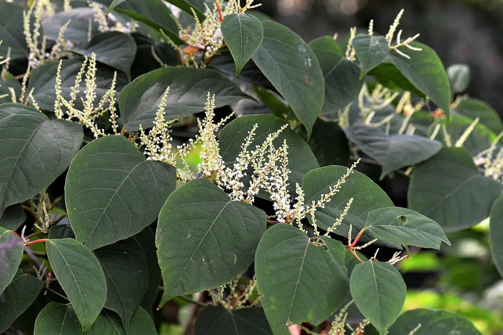 Japanese Knotweed in Maine: Identification and Control