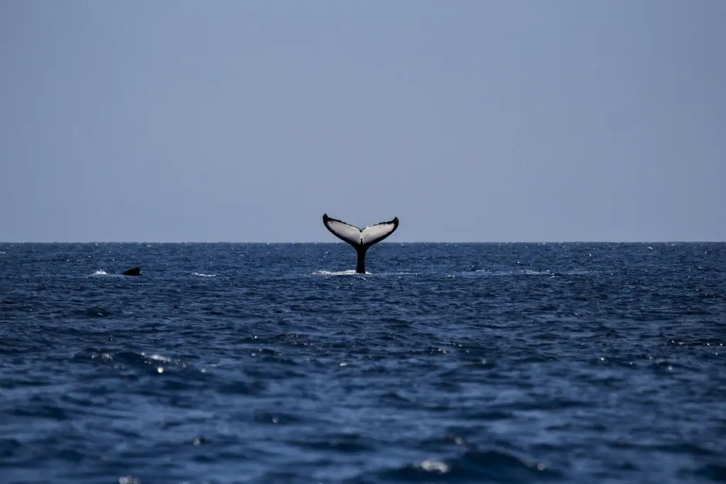 Gulf of Maine Ecosystem Explained