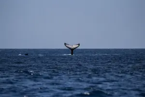 Gulf of Maine ecosystem