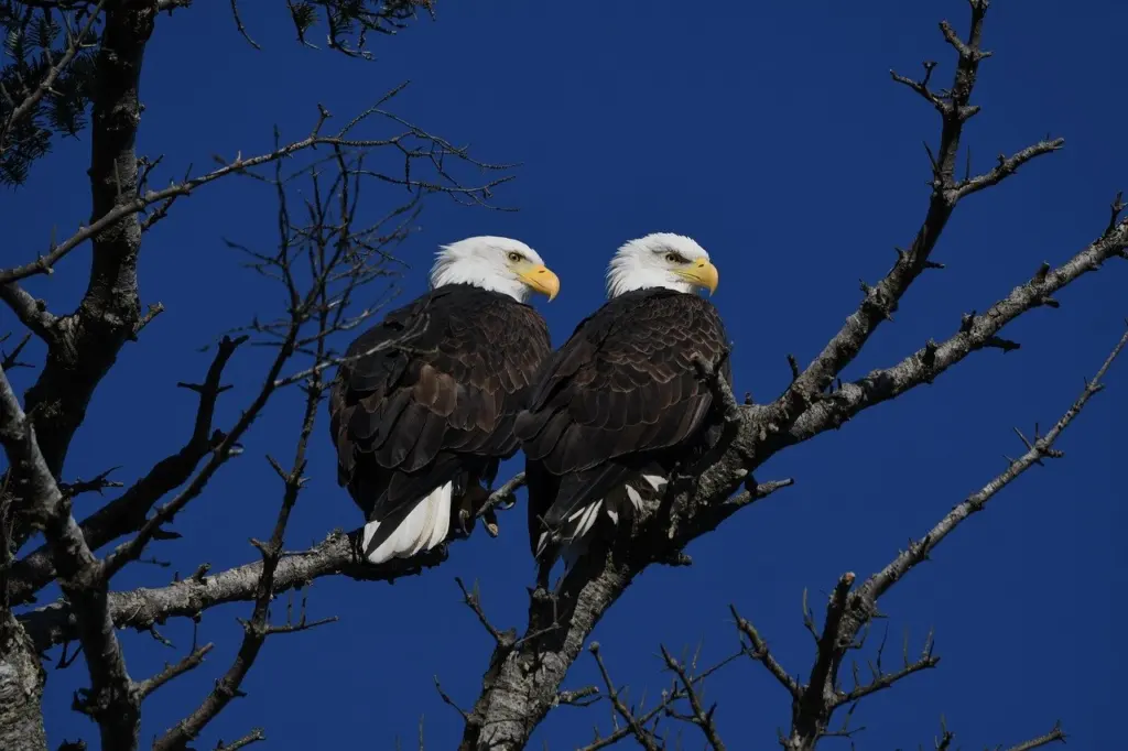 Maine Food Webs and Predator-Prey Relationships