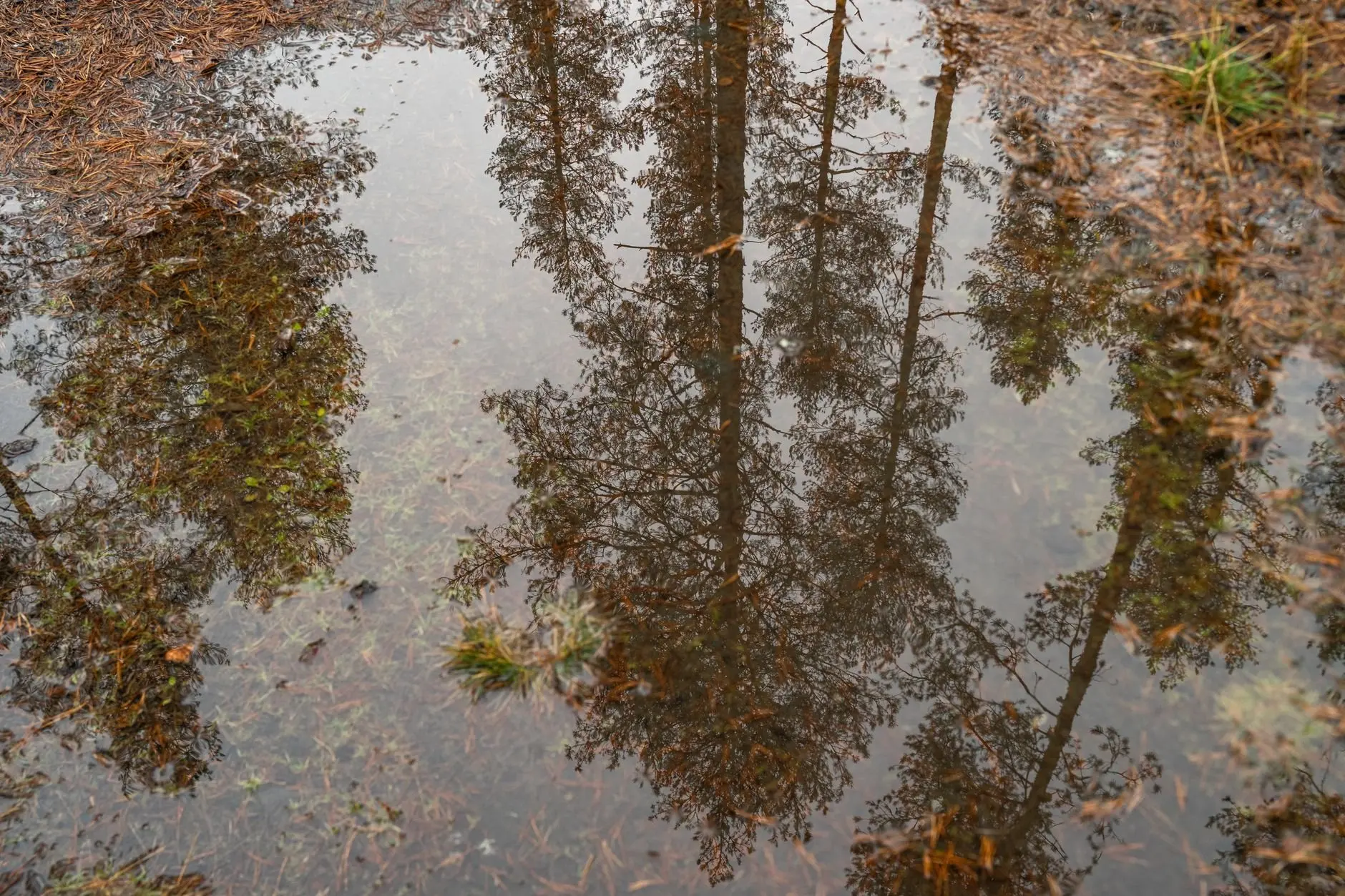 mission vernal pool