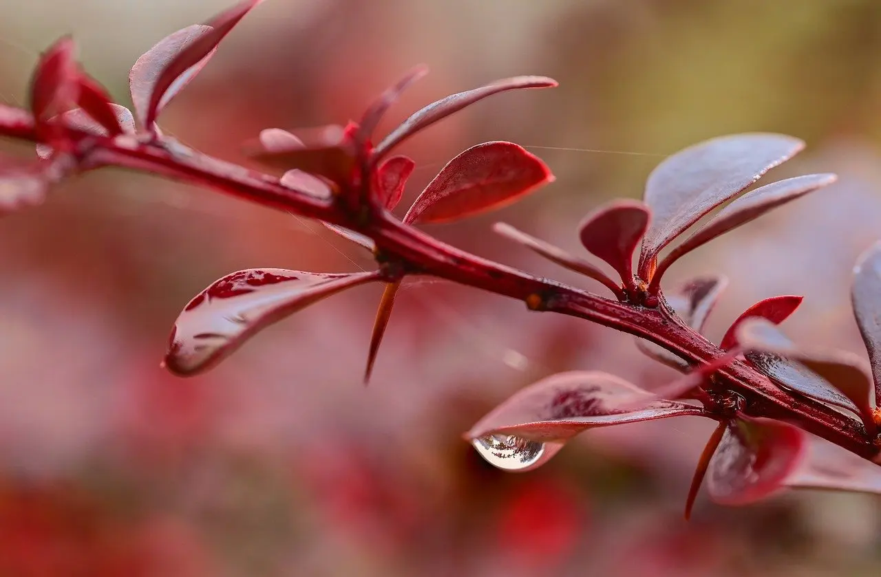 japanese barberry identification