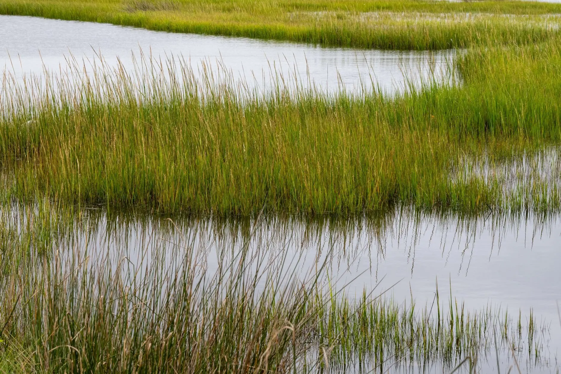 Maine salt marsh ecology
