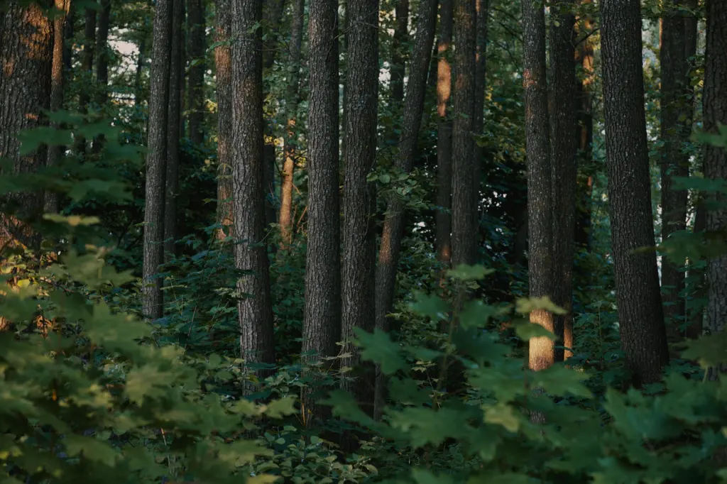 Invasive Plants in Maine: Identification Guide
